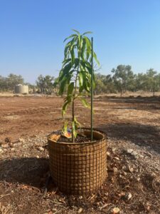 Growing Tree in No Bott Pot